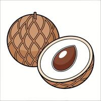 a coconut and a half cut open on a white background vector