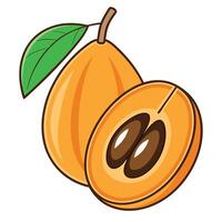 a ripe apricot with leaves and a half vector