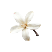Vanilla flower on a transparent background png