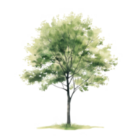 A tree is drawn in a watercolor style, with a green color that gives it a fresh png
