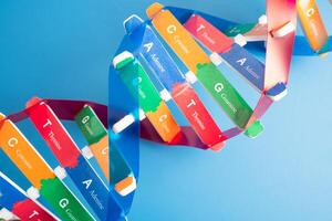 DNA or Deoxyribonucleic acid is a double helix chains structure formed by base pairs attached to a sugar photo