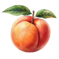 A close up of a peach with a leaf on top png