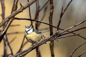 Eurasian blue tit perching on bare branches in winter photo