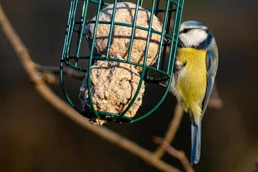 Blue tit perching on bird feeder enjoying suet dumpling in winter photo