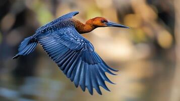 Elegant bird soars through the air with outspread wings, displaying a unique color scheme. The vibrant colors contrast with the blurred background. photo