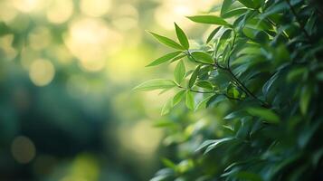 Bright Green foliage with warm sunny bokeh. The image is calming and inviting. Can use for anything related to nature and wellbeing. photo