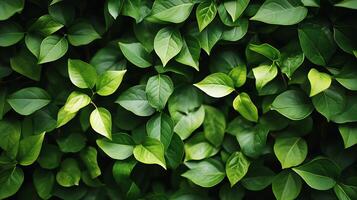 A vibrant tapestry of lush green leaves creates a natural, calming backdrop with subtle variations in shade, inviting a sense of growth. photo