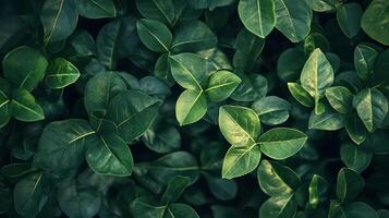 A verdant tapestry of oval leaves intertwines, showcasing nature's intricate patterns and deep green hues, creating a calming visual. photo