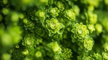A tightly-packed cluster of bright green succulents creates a lush, textured surface, inviting a closer look at nature's intricate details. photo