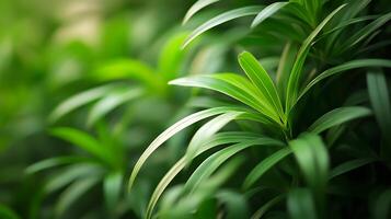 Vibrant Green Foliage A close-up showcasing lush, fresh leaves creating a serene, natural, and refreshing ambiance with soft sunlight. photo