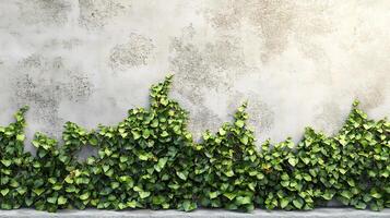 Ivy cascading down a textured concrete wall creating a natural, vertical garden with light and shadow play on the leaves and the textured surface. photo