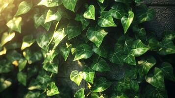 Lush green ivy leaves cascade down a textured wall, creating a vibrant natural tapestry with sunlight adding dimension and warmth. photo