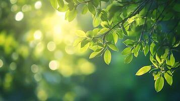 Sunlight filters through lush green foliage, creating a serene and inviting scene. Focus on nature's beauty and calm. photo