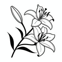 Ornamental Botanical Sketch of Lilies vector