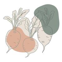 Two beets are shown in a drawing vector