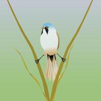 A digital illustration of a bearded reedling. The bird is in a kind of spread position between two reed stalks. vector
