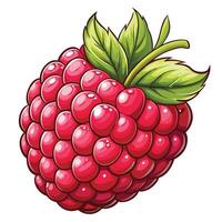 raspberry fruit illustration isolated on white background vector