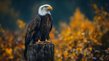 Alaskan bald eagle sitting on a pier piling photo