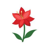 Amaryllis Flower on White Background Elegant Botanical Design vector