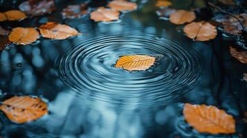 A leaf floating in water with a ripple effect photo