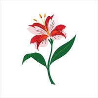 Alstroemeria Flower on White Background Elegant Botanical Design vector