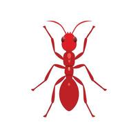 Ant on White Background vector