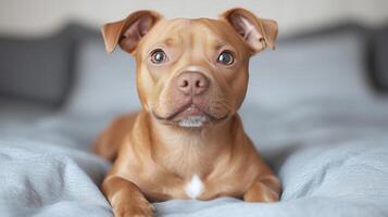 A brown dog is sitting on a bed photo