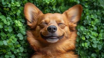 A dog is smiling in front of green plants photo