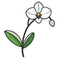 Simple Illustration of a Single White Orchid Flower with Green Leaves and Bud vector