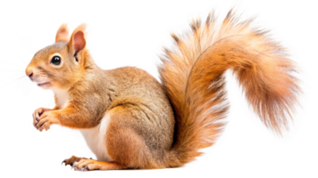 A squirrel perched on a branch, isolated with a transparent background, lit by soft natural light png