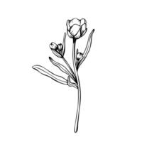 A small branch with buds of wild flower buttercup. Illustration. Botanical contour drawing. Sketch in black line vector