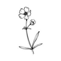 A small branch of wild flower buttercup. Hand drawn illustration. Botanical contour drawing. Sketch in black line vector