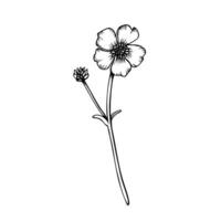 A small branch of buttercup. Illustration in outline style. Botanical contour drawing. Sketch in black line vector