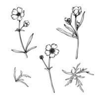 Set of wild flower buttercup. Hand drawn illustration. Botanical contour drawing. Sketch in black line vector