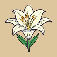 Beautiful White Lily Flower Illustration Botanical Drawing vector