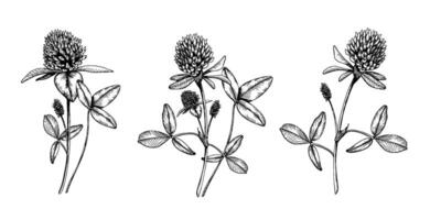A set of compositions with blooming clovers. Hand drawn botanical illustration. Sketch painted by black inks line on white isolated background. For clipart, greeting card, package vector