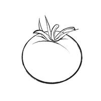 outline illustration of a whole tomato in sketch style. Suitable for design, packaging, printing, and culinary projects. vector