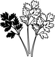 Coriander leaves coloring pages vector
