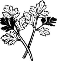 Black and white drawing of parsley vector