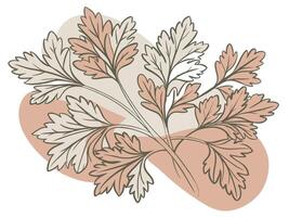 A drawing of a bunch of parsley leaves vector