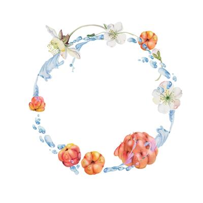 Cloudberry raspberry white flowers flying in water splashes drops, hand drawn in watercolor, red forest berry leaves. Circle wreath frame illustration. Restaurant cafe menu, farmers market, juice bar