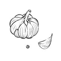 illustrationBlack and white drawing of a garlic bulb, clove, and seed. Suitable for botanical illustrations, packaging, logos, prints, design, and culinary projects. vector
