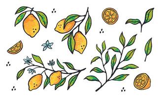 Hand drawn set of lemons fruit. Slice of lemon with branch and flower in ink doodle style. Paint brush creative art vector