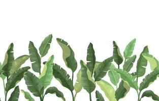 Green bananas seamless from right to left pattern. leaves, bunch of bananas. vector