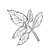 contour illustration of a tomato leaf. Suitable for packaging design, logos, postcards, prints, textiles, menu decoration, web design, and botanical compositions. vector