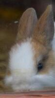 Close-up of a pet rabbit exploring its environment video