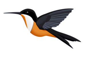 colorful hummingbird with vibrant orange and black feathers, gracefully flying with its wings spread wide, showcasing its unique beauty and agility png