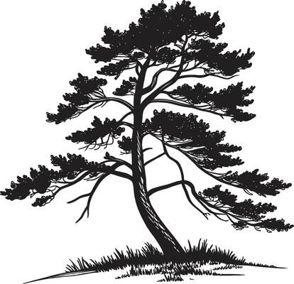 A black and white illustration of a pine tree