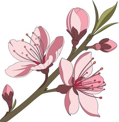 A branch of pink flowers with leaves and buds