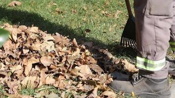 Raking leaves during autumn cleanup in local park video
